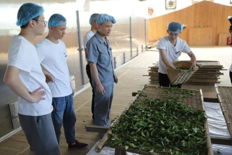 关于福建省关工委举办“种子工程”制茶师（福鼎白茶）研习班的信息(9)