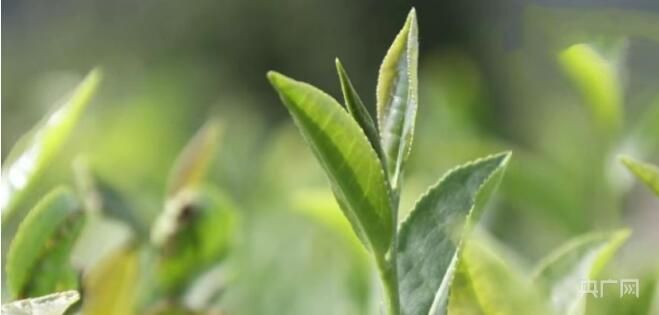 关于河南信阳：万亩茶园香千里的相关内容(3)