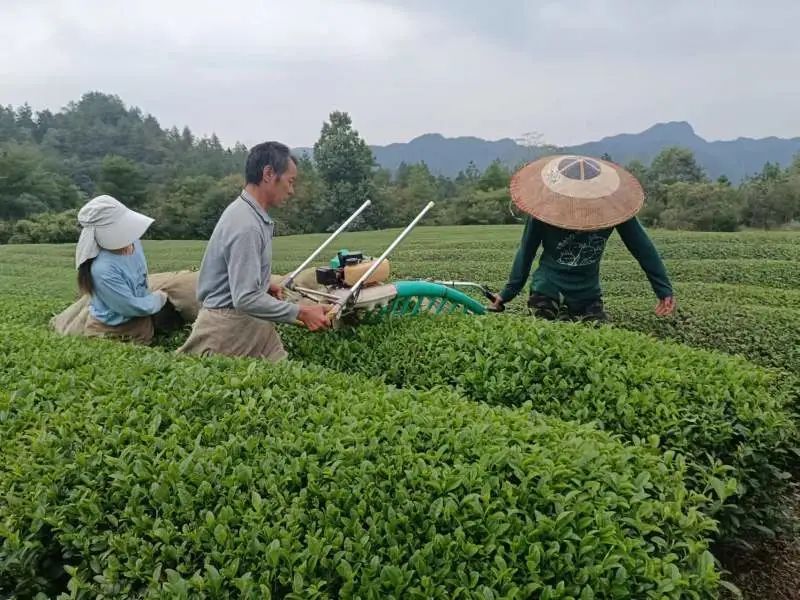 有关于洋溪镇：做精做强茶产业 助力乡村振兴的内容