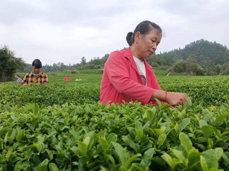 有关于洋溪镇：做精做强茶产业 助力乡村振兴的内容(4)