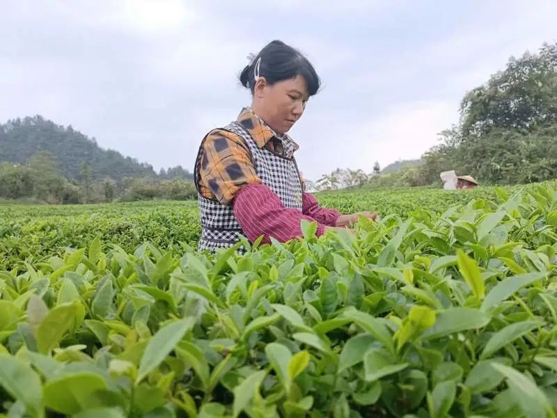 有关于洋溪镇：做精做强茶产业 助力乡村振兴的内容(3)