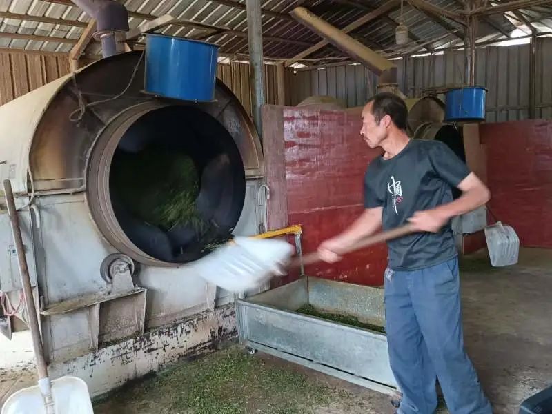 有关于洋溪镇：做精做强茶产业 助力乡村振兴的内容(2)