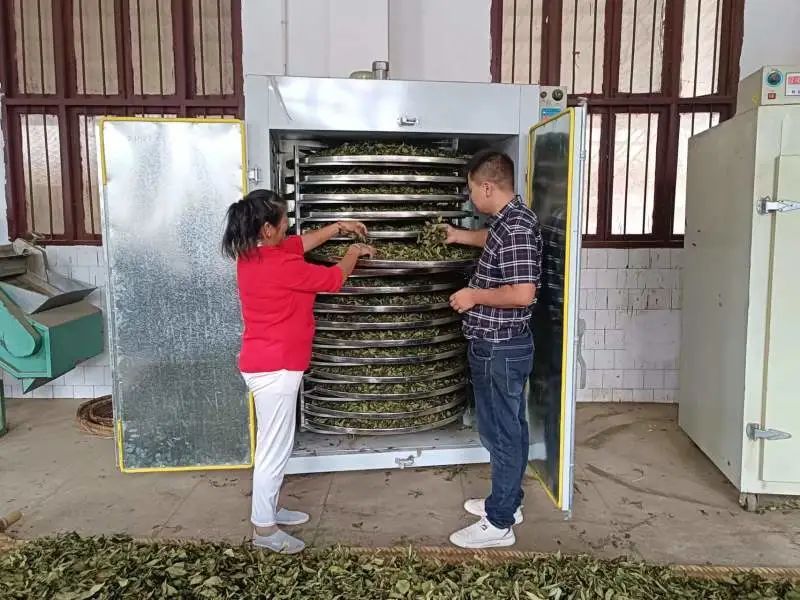 有关于洋溪镇：做精做强茶产业 助力乡村振兴的内容(5)