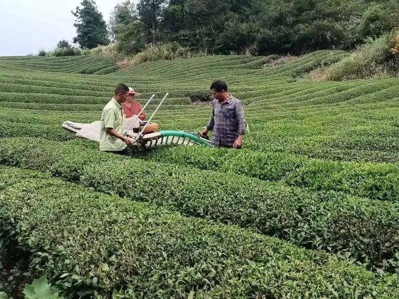 有关于洋溪镇：做精做强茶产业 助力乡村振兴的内容(1)