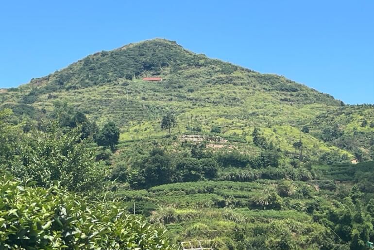 有关于温州平阳茶园装上“智慧大脑” 数字赋能传统农业增效的相关信息(1)