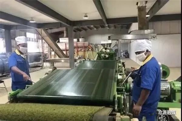 有关于沧源：贺岭村茶旅融合助力“绿美乡村”建设的内容(3)