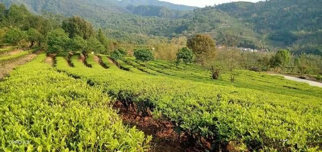 有关于沧源：贺岭村茶旅融合助力“绿美乡村”建设的内容(2)