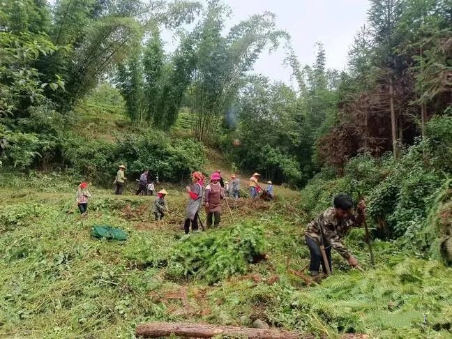 有关于沧源：贺岭村茶旅融合助力“绿美乡村”建设的内容(1)