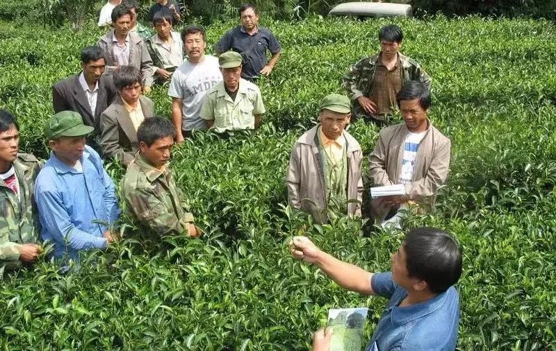 关于南美乡：有机茶园认证引领全乡茶产业绿色健康发展的相关内容