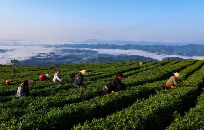 关于打造“一绿一红一黑”,湖北向千亿茶产业迈进:中国茶产区巡的最新消息(1)