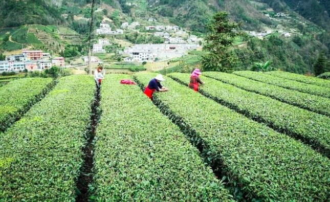 关于打造“一绿一红一黑”,湖北向千亿茶产业迈进:中国茶产区巡的最新消息