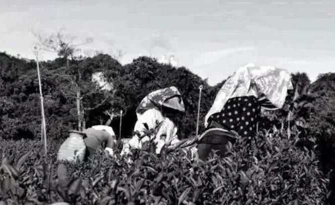 关于新中国成立后的灌县茶叶生产（上）的信息