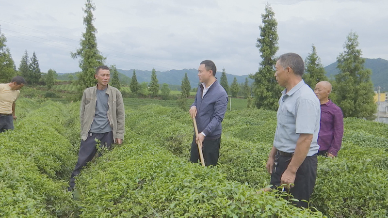 关于新建镇:茶园秋季管护忙 来年丰收在“望”的消息(1)