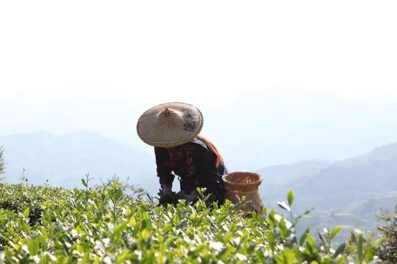 有关于茶香清冽的消息(1)