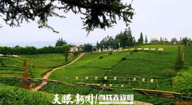 关于普安：8万亩夏秋茶全面开采 茶农收入“不断档”的新闻(2)