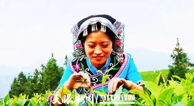关于普安：8万亩夏秋茶全面开采 茶农收入“不断档”的新闻(1)