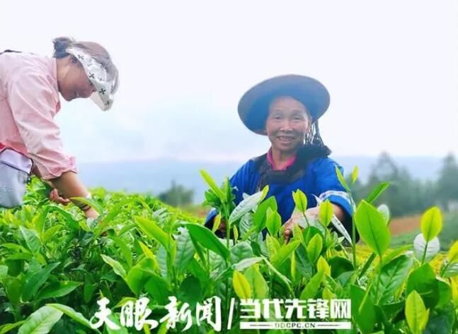 关于普安：8万亩夏秋茶全面开采 茶农收入“不断档”的新闻