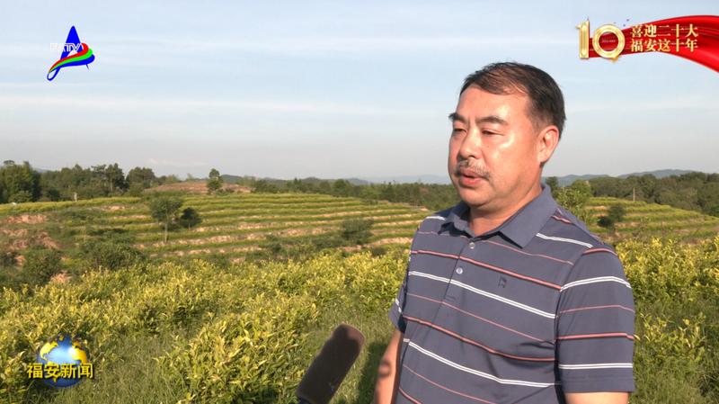 关于福安：一片茶叶的富民强县之路的相关信息(5)