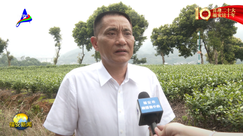 关于福安：一片茶叶的富民强县之路的相关信息(1)