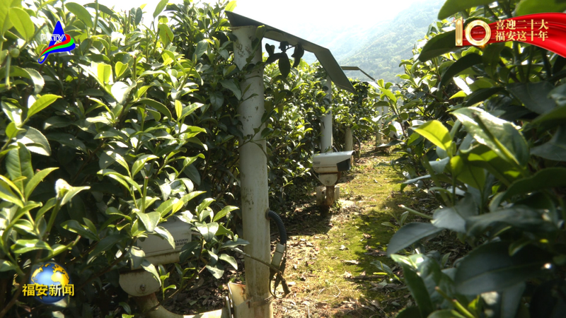 关于福安：一片茶叶的富民强县之路的相关信息