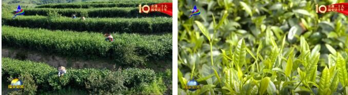 关于福安：一片茶叶的富民强县之路的相关信息(4)
