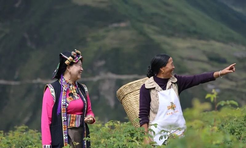 有关于二十大代表陈望慧：让玫瑰茶香走进千万家的最新消息