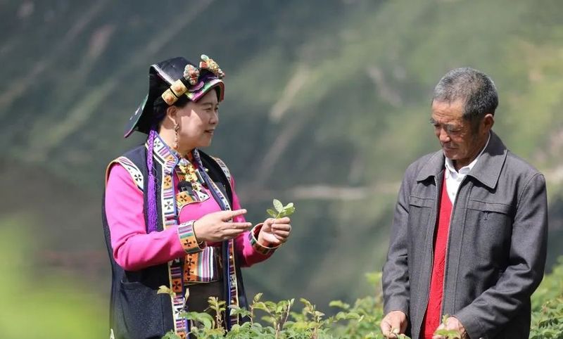 有关于二十大代表陈望慧：让玫瑰茶香走进千万家的最新消息(2)
