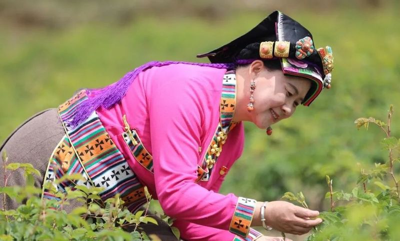 有关于二十大代表陈望慧：让玫瑰茶香走进千万家的最新消息(1)