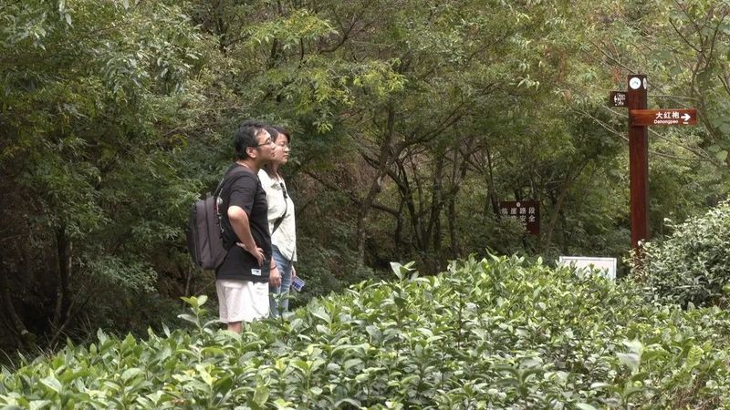 有关于国庆假期：漫游武夷山 品读茶文化的内容