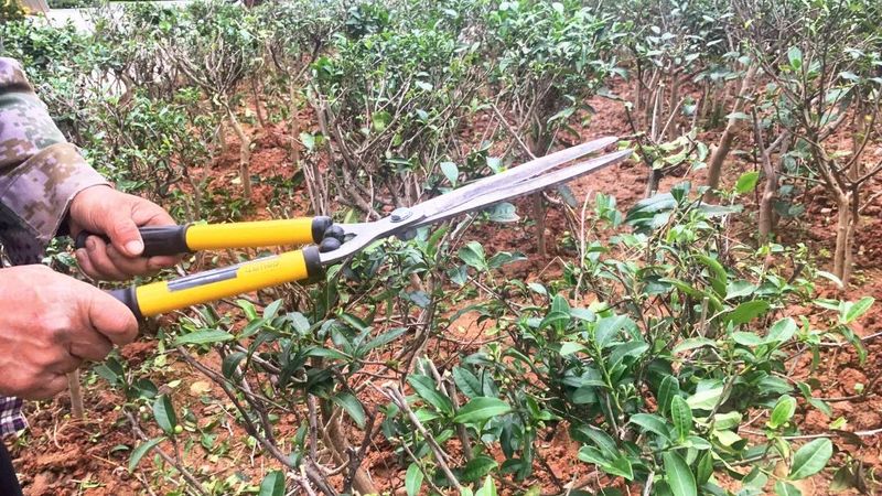 关于蒙顶山茶园茶树造型，结合生态园艺美学，盎然之绿铺满茶文化公园！的资讯(4)