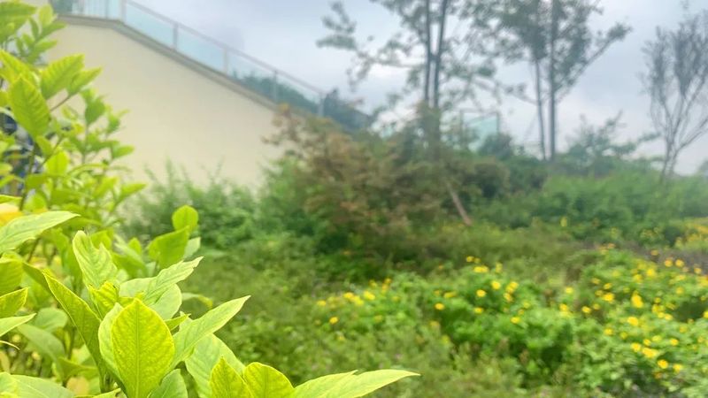 关于蒙顶山茶园茶树造型，结合生态园艺美学，盎然之绿铺满茶文化公园！的资讯(5)