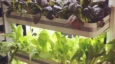 关于蒙顶山茶园茶树造型，结合生态园艺美学，盎然之绿铺满茶文化公园！的资讯(14)