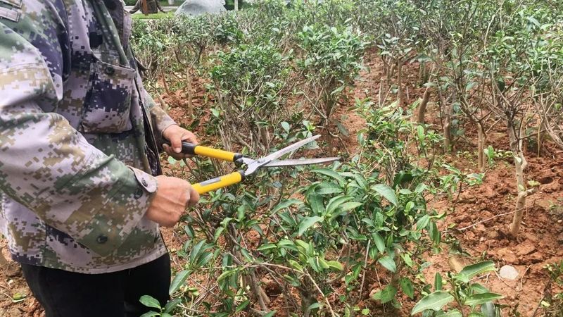 关于蒙顶山茶园茶树造型，结合生态园艺美学，盎然之绿铺满茶文化公园！的资讯(3)