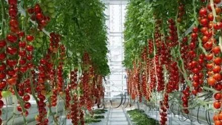 关于蒙顶山茶园茶树造型，结合生态园艺美学，盎然之绿铺满茶文化公园！的资讯(13)