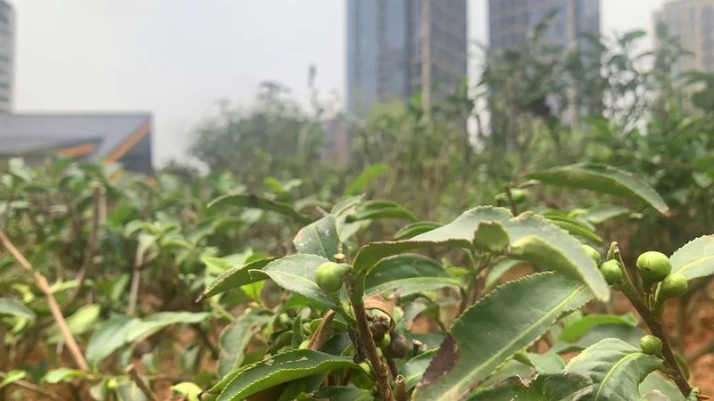 关于蒙顶山茶园茶树造型，结合生态园艺美学，盎然之绿铺满茶文化公园！的资讯(1)