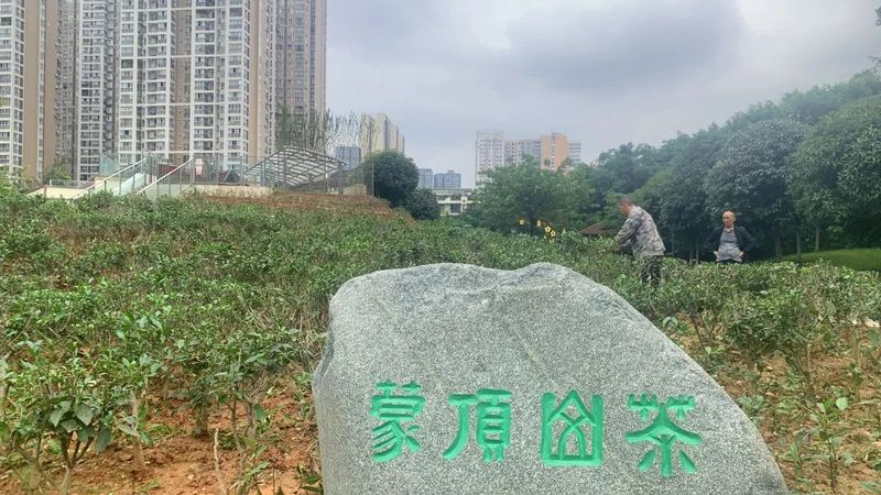 关于蒙顶山茶园茶树造型，结合生态园艺美学，盎然之绿铺满茶文化公园！的资讯