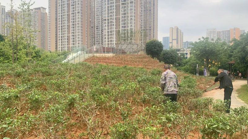 关于蒙顶山茶园茶树造型，结合生态园艺美学，盎然之绿铺满茶文化公园！的资讯(2)