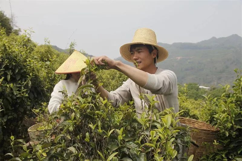 有关于一场滇红茶的盛典!2022年中国临沧凤庆红茶节暨凤庆茶马文化周正式开启的内容(2)