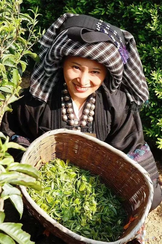有关于一场滇红茶的盛典!2022年中国临沧凤庆红茶节暨凤庆茶马文化周正式开启的内容(6)