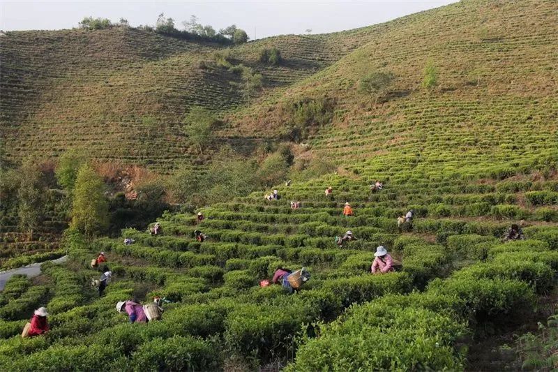 有关于一场滇红茶的盛典!2022年中国临沧凤庆红茶节暨凤庆茶马文化周正式开启的内容(1)