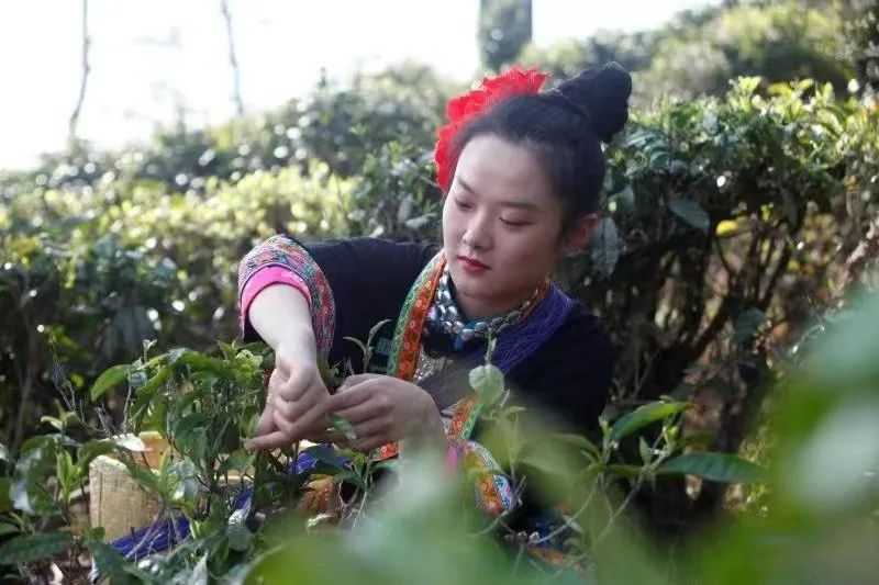 有关于一场滇红茶的盛典!2022年中国临沧凤庆红茶节暨凤庆茶马文化周正式开启的内容(8)