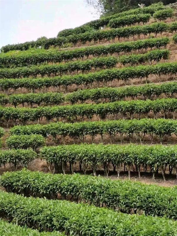 有关于一场滇红茶的盛典!2022年中国临沧凤庆红茶节暨凤庆茶马文化周正式开启的内容(5)