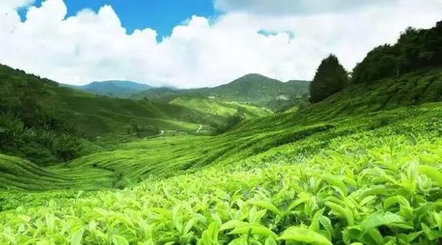 关于茶园面积七连冠，“三绿一红”振兴多彩贵州的相关信息