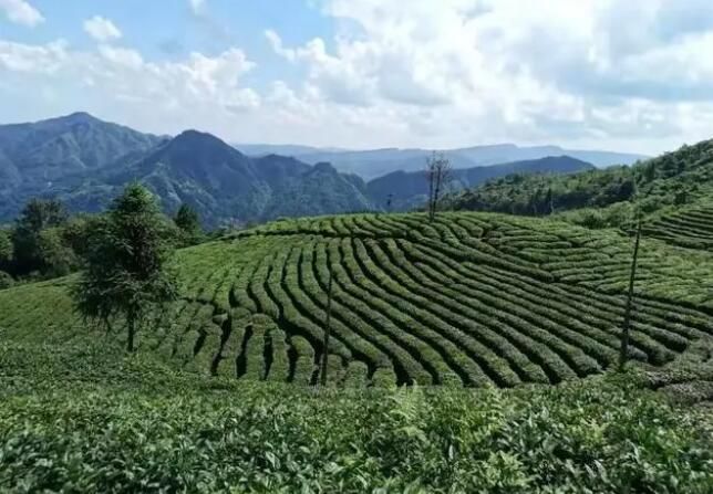 关于茶园面积七连冠，“三绿一红”振兴多彩贵州的相关信息(8)