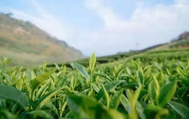 关于茶园面积七连冠，“三绿一红”振兴多彩贵州的相关信息(7)