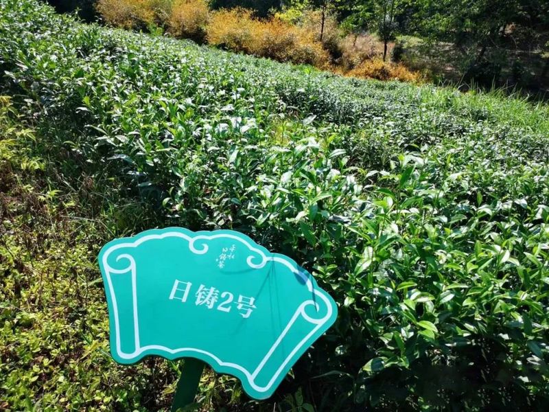有关于柯桥区两个日铸茶茶树品种获得农业农村部植物新品种权证书的内容(5)
