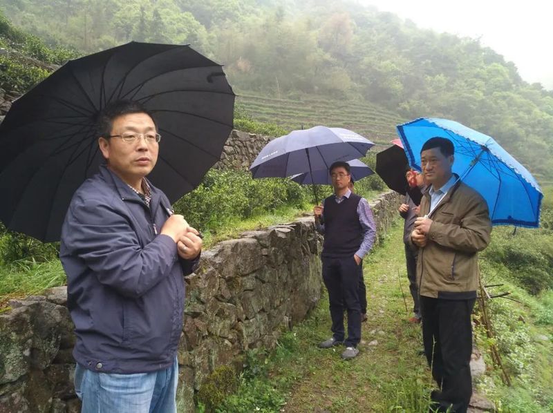 有关于柯桥区两个日铸茶茶树品种获得农业农村部植物新品种权证书的内容(3)