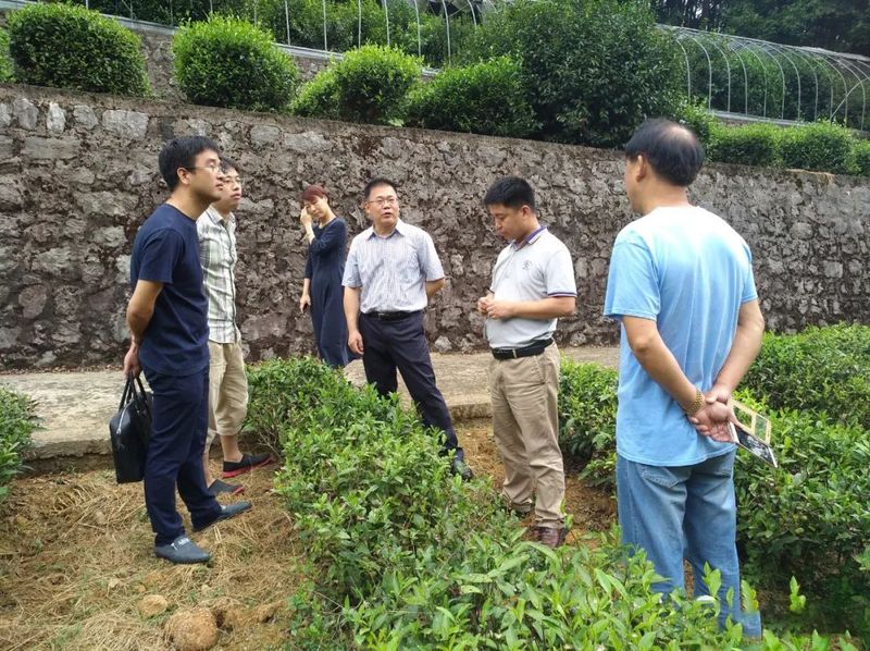 有关于柯桥区两个日铸茶茶树品种获得农业农村部植物新品种权证书的内容(2)