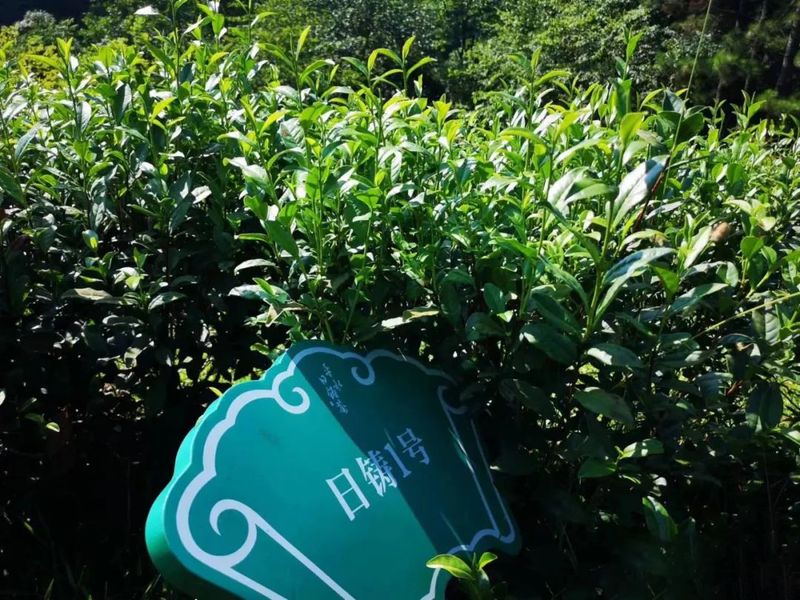 有关于柯桥区两个日铸茶茶树品种获得农业农村部植物新品种权证书的内容(4)