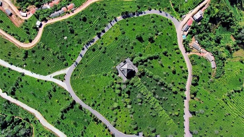 关于中华普洱茶博览苑：琼岭锁流霞，天光沐嫩茶的相关信息(3)